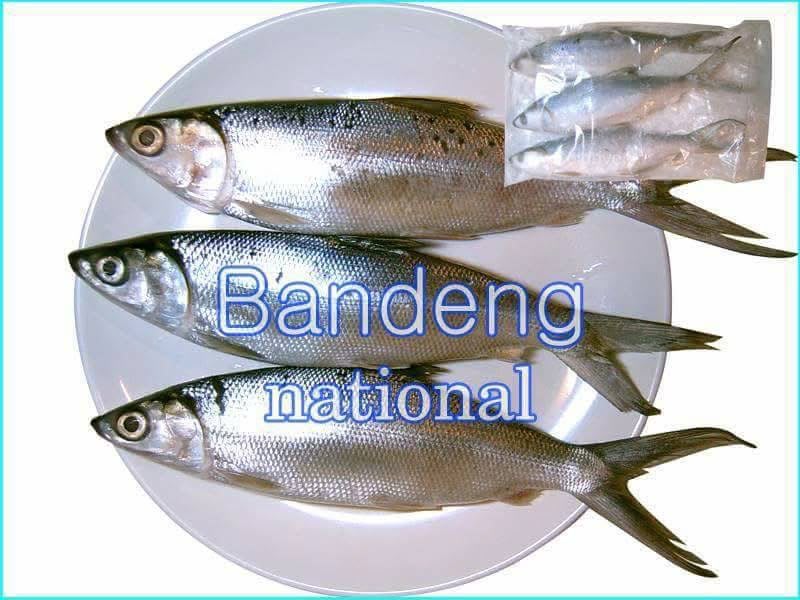 Ikan bandeng
