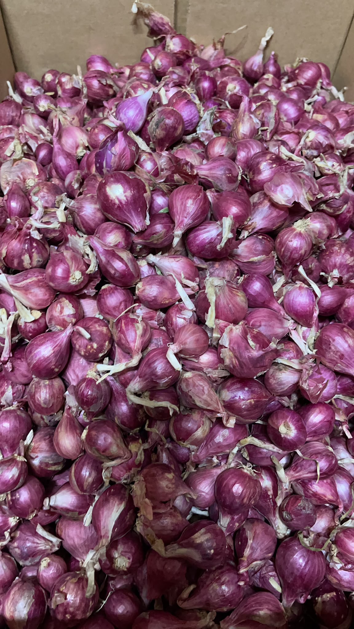 Bawang Merah 1 Kg